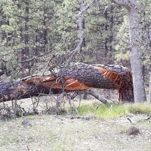 Meet your Posher, Debra